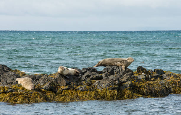 istock Cute seal animals sunbathing on shore in Iceland 647281580