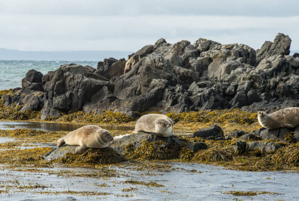 istock Cute seal animals sunbathing on shore in Iceland 647281588