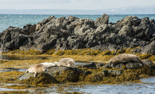 istock Cute seal animals sunbathing on shore in Iceland 647281596