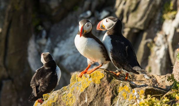 istock Cute common puffin bird in Iceland 647281608