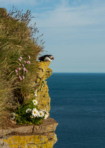Cute common puffin bird in Iceland