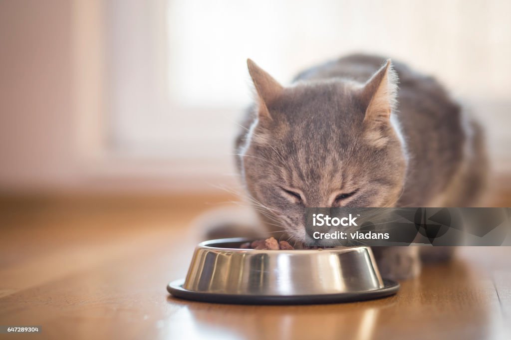 Chat s'alimentant - Photo de Chat domestique libre de droits