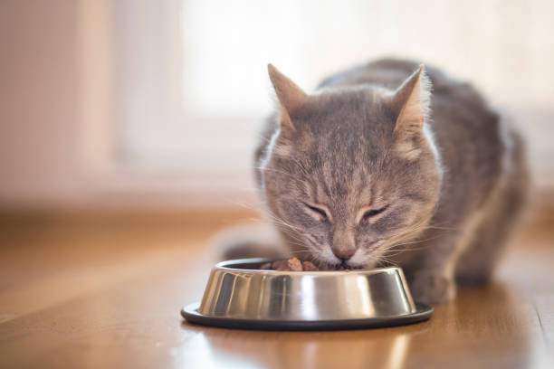 Cat feeding Beautiful tabby cat sitting next to a food bowl, placed on the floor next to the living room window, and eating. grey hair on floor stock pictures, royalty-free photos & images