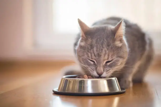 Beautiful tabby cat sitting next to a food bowl, placed on the floor next to the living room window, and eating.