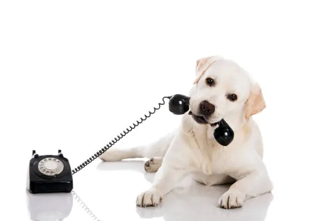 Portrait of a labrador retriever holding a telefone with mouth