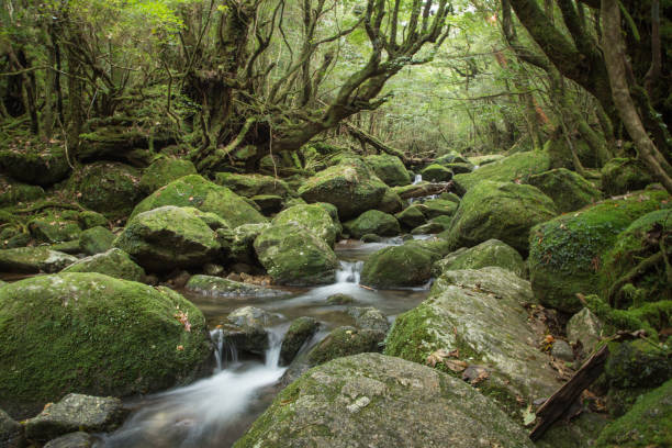 istock Mountain stream in Moss forest, Shiratani Unsuikyo, Yakushima, Japan 647290628
