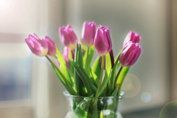 istock Violet tulips in a glass vase 647293888