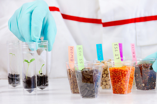 Scientist testing gmo plants and seeds in biological laboratory. Note: fictional numbers on labels