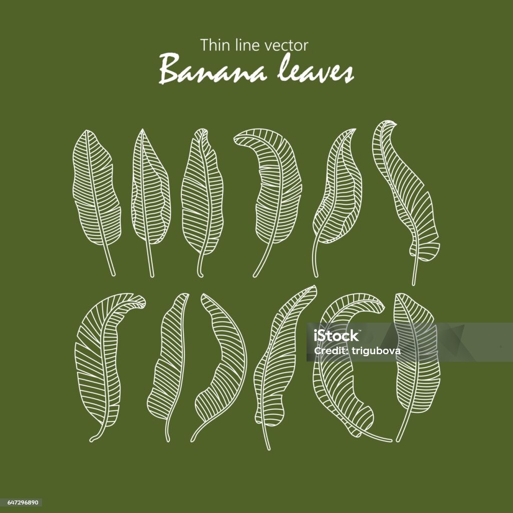 Vector icons tropical banana leaves Vector icons tropical banana leaves. White outline symbols. Banana Leaf stock vector