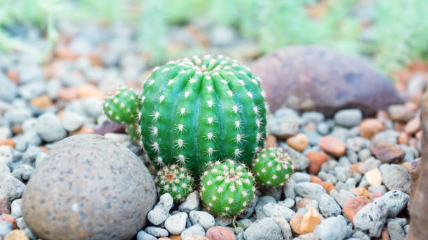 istock Succulent cactus in a garden. 647296986