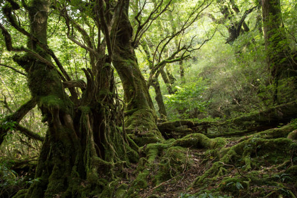 Moss forest in Shiratani Unsuikyo, Yakushima Island, Japan stock photo