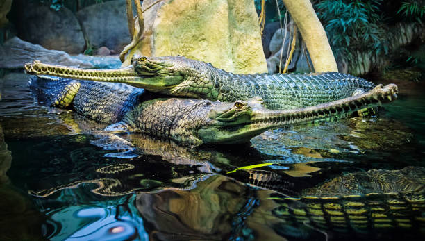 couple de crocodiles - gavial photos et images de collection