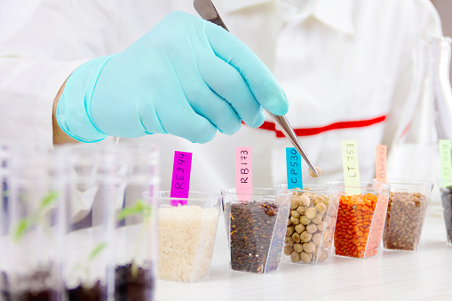 Scientist testing gmo plants and seeds in biological laboratory. Note: fictional numbers on labels