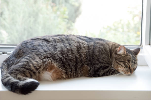 istock Cat is sleeping. So sweet nap cat. 647304302