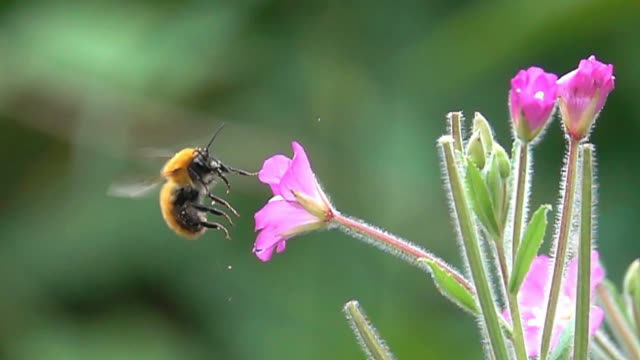 Bee Bumblebee