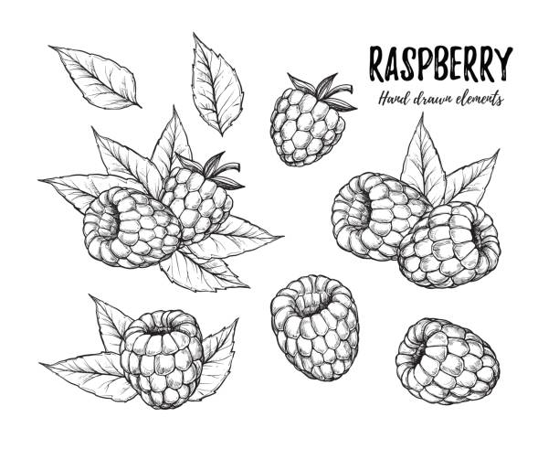 ilustrações de stock, clip art, desenhos animados e ícones de hand drawn vector illustration. collection of raspberry. isolated on white background. design elements in sketch style. perfect for menu, cards, blogs, banners - framboesa