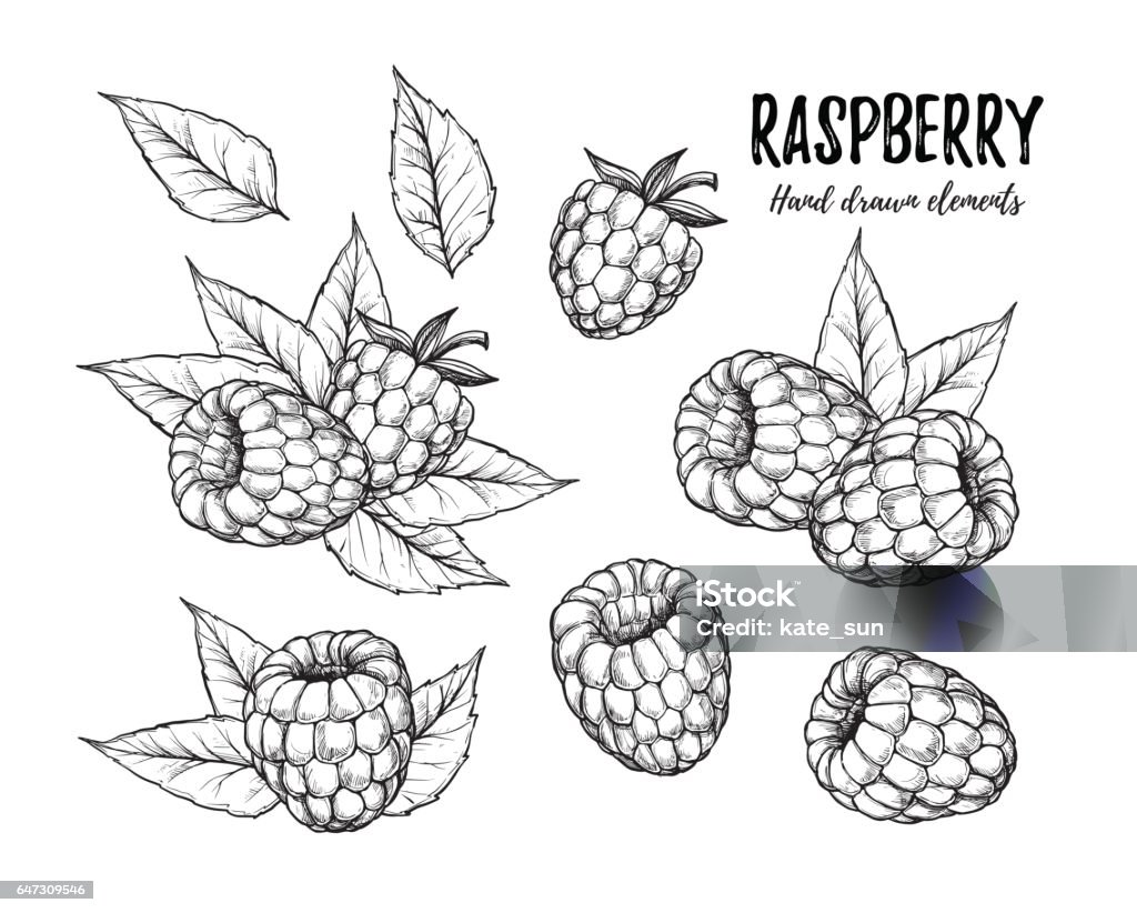 Hand drawn vector illustration. Collection of raspberry. Isolated on white background. Design elements in sketch style. Perfect for menu, cards, blogs, banners Raspberry stock vector