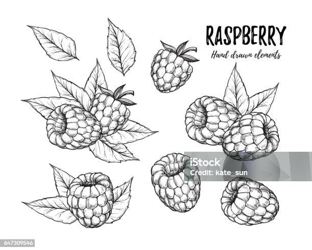 Hand Drawn Vector Illustration Collection Of Raspberry Isolated On White Background Design Elements In Sketch Style Perfect For Menu Cards Blogs Banners Stock Illustration - Download Image Now