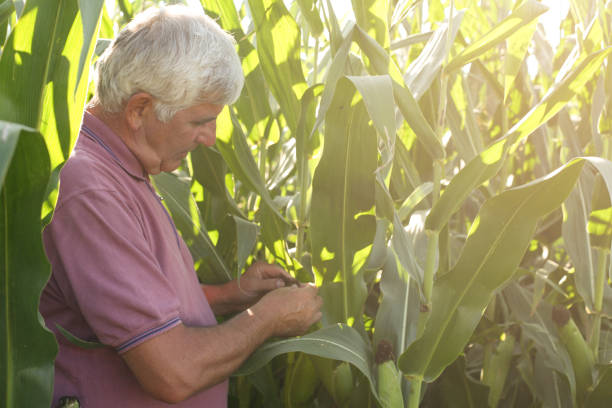 istock Senior Gardener inspecting corn crop at community garden 647310570