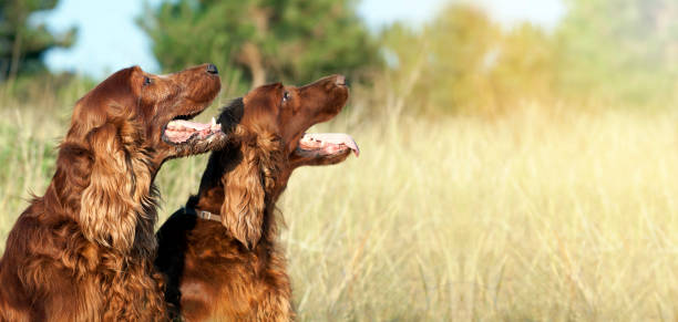 istock Funny happy dogs banner 647310576