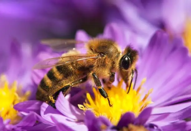 detail of honeybee (Apis mellifera) european or western honey bee sitting on the violet flower