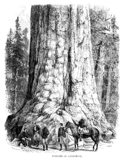 istock Victorian men beside a giant redwood tree in California 647328792