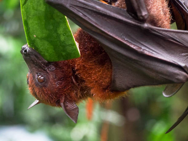 giant fruit bat jedzenie arbuza - bat fruit bat mammal australia zdjęcia i obrazy z banku zdjęć