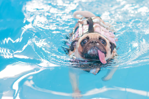 istock Pug swim in swimming pool 647333976