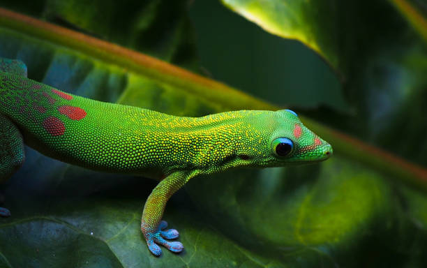 istock Green Gold Dust Day Gecko on Tropical Leaf 647334026