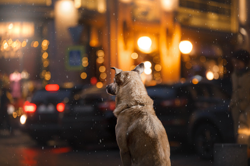 Mixed Breed Dog walking through the city streets at night