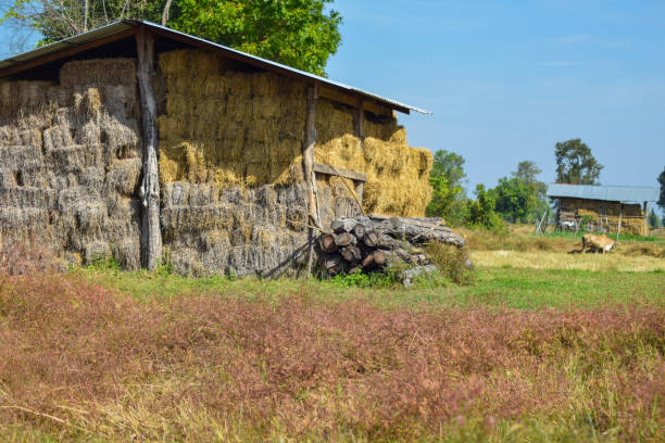 istock Thai Dry hay stacks in rural wooden barn interior 647338018