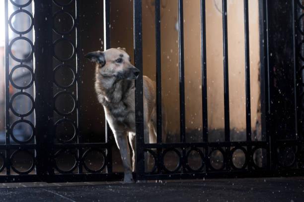 istock Dog walks in the city 647338334