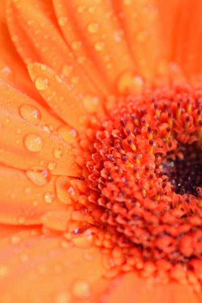 istock Macro texture of orange colored daisy flower surface with water droplets 647344746