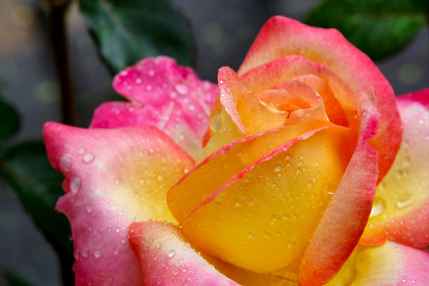 istock Yellow with pink edge noble rose. Macro shot 647344946