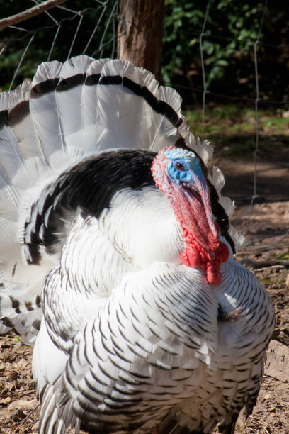 istock Large White Royal Palm Turkey 647345060