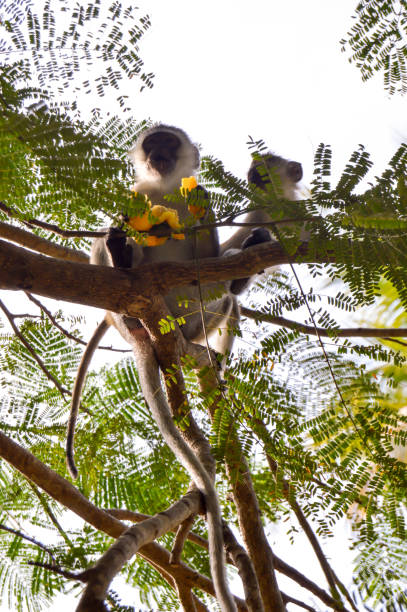 istock Monkey vervet and her cub 647345094