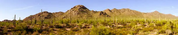 A stitched panorama of a large forest of Saguarao Cactus in Arizona, USA.