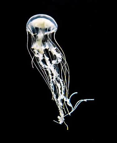 White jellyfish in front of black