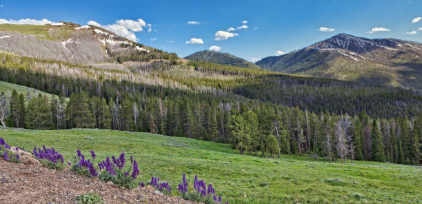 paysage du montana - landscape montana wildflower flower photos et images de collection