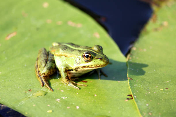istock Green frog on green lily leaf in summer 647348900