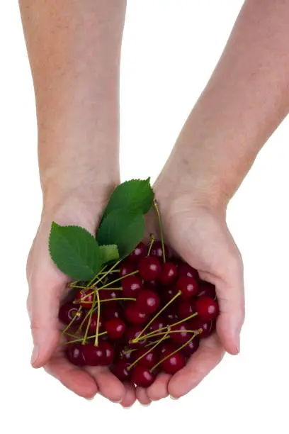 The rural worker holds in hand of ripe red  sweetcherries heap. Isolated studio shot concept