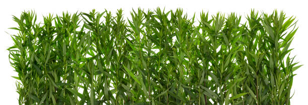 istock Green real grass wall  border isolated concept 647351612