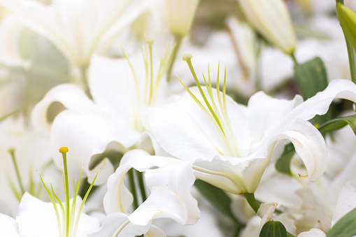 Close up of white lily flower in garden
