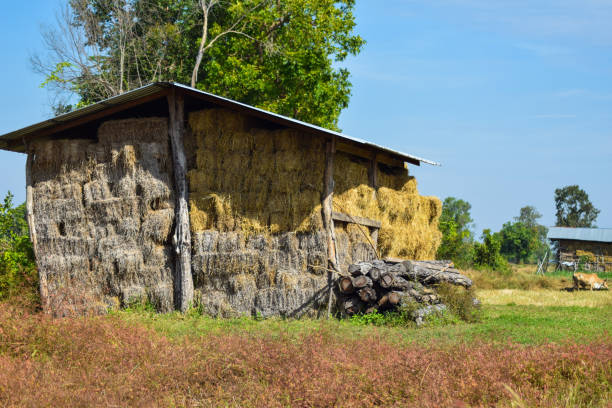 istock Thai Dry hay stacks in rural wooden barn interior 647355816