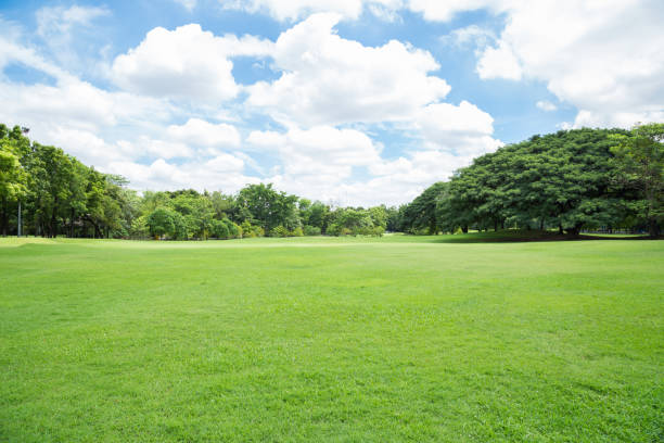 Green grass field in big city park stock photo