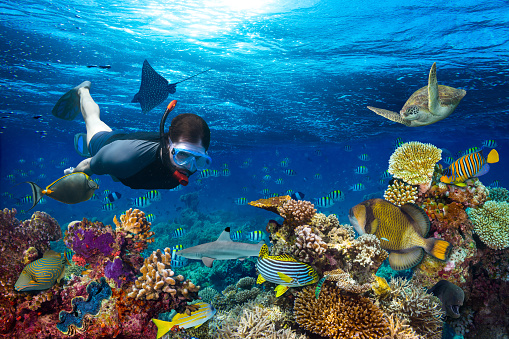 young men snorkling exploring underwater coral reef landscape background  in the deep blue ocean with colorful fish and marine life
