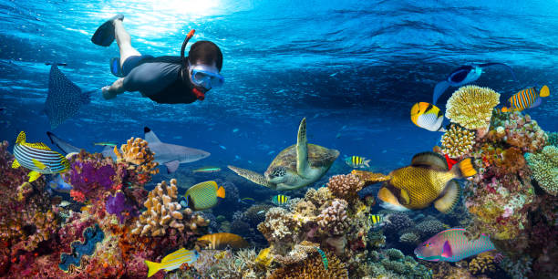 istock underwater coral reef landscape snorkling 647358942