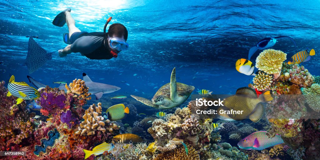 underwater coral reef landscape snorkling young men snorkling exploring underwater coral reef landscape background  in the deep blue ocean with colorful fish and marine life Underwater Diving Stock Photo