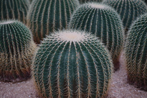 istock world wild west Cactaceae plant 647362088