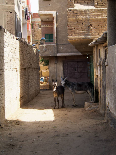 istock Donkeys in Alley in Cairo Egypt 647362392
